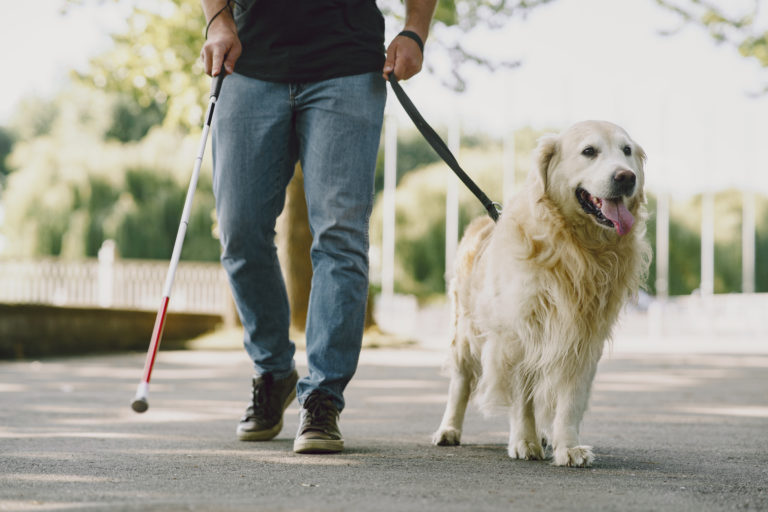 Guide dog helping blind man in the city. Handsome blind guy have rest with golden retriever in the city.